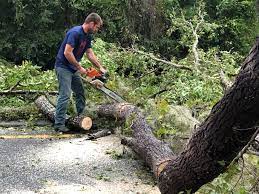 How Our Tree Care Process Works  in  La Grange, NC