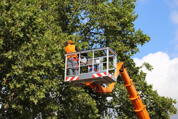 Professional Tree Removal in La Grange, NC